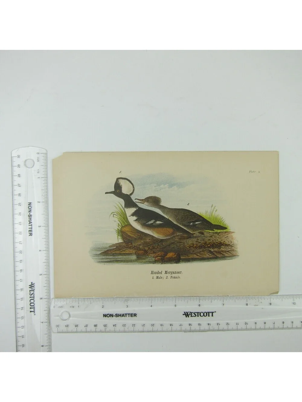 N/A bird lithograph